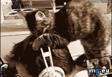 Tags: all, but, cat, cats, crashed, gifs, upload (GIF in My r/CATS favs)