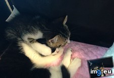 Tags: ahri, braum, cats, creeping, finally, meet, time, years (Pict. in My r/CATS favs)