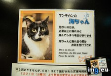 Tags: cafe, cat, cats, tokyo, visited (Pict. in My r/CATS favs)