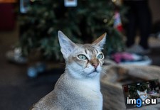 Tags: cafe, cat, cats, tokyo, visited (Pict. in My r/CATS favs)