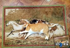 Tags: cats, horses, wanna (Pict. in My r/CATS favs)