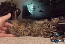 Tags: cats, hand, hold, wanna (Pict. in My r/CATS favs)