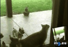 Tags: cat, cats, intelligent (GIF in My r/CATS favs)
