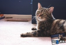 Tags: camera, cats, damon, gorgeous, introducing, love, tomcat (Pict. in My r/CATS favs)