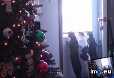 Tags: cats, santa, yet (Pict. in My r/CATS favs)