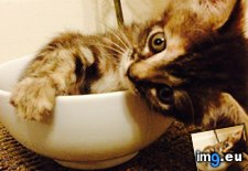 Tags: bowl, cats, cereal (Pict. in My r/CATS favs)