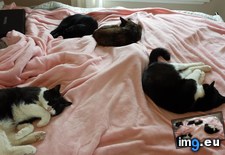 Tags: bed, cats (Pict. in My r/CATS favs)