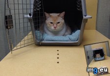 Tags: cats, kennel, minutes, refusing, vet (Pict. in My r/CATS favs)