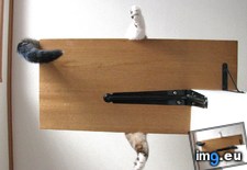 Tags: book, cats, shelf, supposed (Pict. in My r/CATS favs)