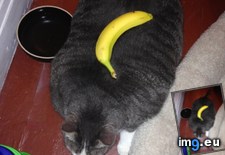 Tags: adopted, banana, cat, cats, problem, scale, slight, weight (Pict. in My r/CATS favs)