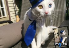 Tags: cat, cats, hat, tie, wearing (Pict. in My r/CATS favs)