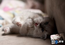 Tags: cats, kitten, mouth, paw, ragdoll (Pict. in My r/CATS favs)