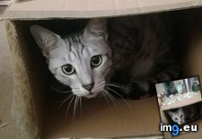Tags: box, cats, kitteh, likes, presents (Pict. in My r/CATS favs)