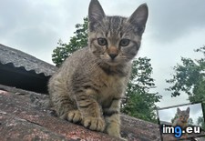 Tags: cats, kitten, roof (Pict. in My r/CATS favs)