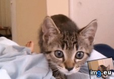 Tags: attack, cats, kitten, wiggle (GIF in My r/CATS favs)