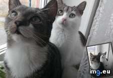 Tags: cats, mother, son (Pict. in My r/CATS favs)