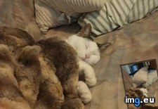 Tags: cats, kitten, nap (Pict. in My r/CATS favs)