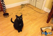 Tags: all, broke, care, catnip, cats, container, entire, floor, wanker (Pict. in My r/CATS favs)