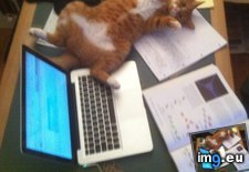 Tags: cat, cats, for, studied, thinks (Pict. in My r/CATS favs)