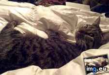 Tags: cats, comforter, loves, luna, new (Pict. in My r/CATS favs)