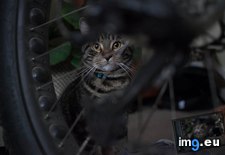 Tags: antonio, cats, meet (Pict. in My r/CATS favs)