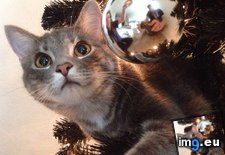 Tags: cat, cats, christmas, flower, meet (Pict. in My r/CATS favs)