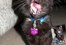 Tags: 13th, birthday, black, cat, cats, celebrating, had, meet, misty, she, treat (Pict. in My r/CATS favs)
