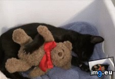 Tags: cats, friend, missing (GIF in My r/CATS favs)