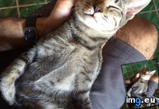 Tags: cats, farm, kitten, mom, passed (Pict. in My r/CATS favs)