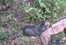 Tags: cats, farm, kitten, mom, passed (Pict. in My r/CATS favs)