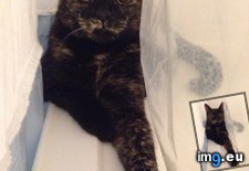 Tags: cats, chill, curtains, floor, licks, likes, moriarty, off, she, shower, wall, water (Pict. in My r/CATS favs)