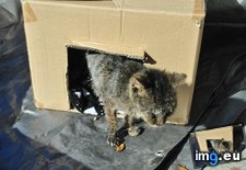 Tags: blind, cat, cats, dying, helped, kitten, life, save, starved, stray (Pict. in My r/CATS favs)