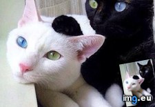 Tags: cats, mutant, siblings (Pict. in My r/CATS favs)