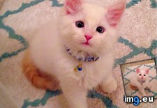 Tags: adorably, cats, cross, eyed, isis, kitten, slightly, sweet (Pict. in My r/CATS favs)