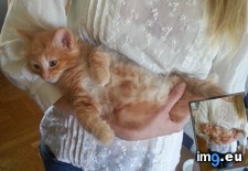 Tags: arm, baby, carried, cats, numb (Pict. in My r/CATS favs)
