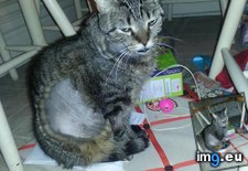 Tags: baby, blood, but, cats, chest, drained, fluid, had, him, lose, thought, transfusion (Pict. in My r/CATS favs)