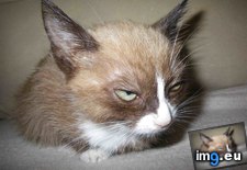 Tags: brother, cat, cats, grumpy (Pict. in My r/CATS favs)