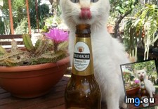 Tags: beer, cat, cats (Pict. in My r/CATS favs)