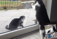 Tags: act, cat, cats, door, fighting, glass, neighbours, tough, turf, war (Pict. in My r/CATS favs)