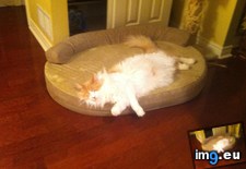 Tags: bed, cat, cats, dog, finally, learning, share (Pict. in My r/CATS favs)
