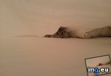 Tags: cat, cats, sheets, tunneling (Pict. in My r/CATS favs)