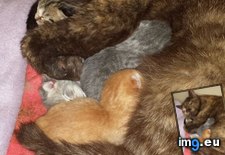 Tags: birth, cat, cats, cuddles, gave (Pict. in My r/CATS favs)