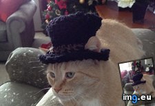 Tags: cat, cats, hat, top (Pict. in My r/CATS favs)