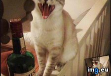 Tags: angry, cat, cats, drunk (Pict. in My r/CATS favs)