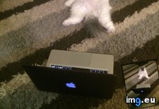 Tags: cat, cats, loves, netflix, sit, watch (Pict. in My r/CATS favs)