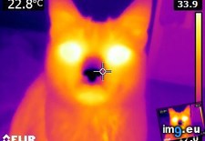 Tags: cat, cats, thermal (Pict. in My r/CATS favs)