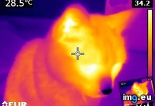 Tags: cat, cats, thermal (Pict. in My r/CATS favs)