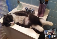 Tags: cat, cats, part, passed, sink (Pict. in My r/CATS favs)