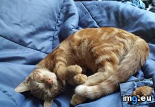Tags: cat, cats, nap, plopped, was (Pict. in My r/CATS favs)