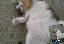 Tags: cat, catnip, cats, likes (Pict. in My r/CATS favs)